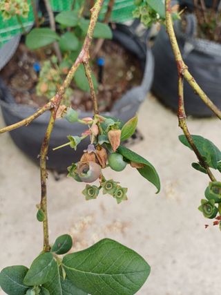 농사블리님의 블루베리 · 병해충상담 작성글 사진