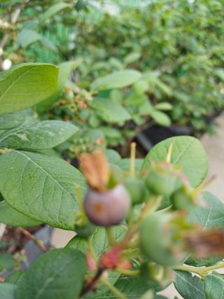 농사블리님의 블루베리 · 병해충상담 작성글 사진