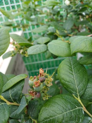 농사블리님의 블루베리 · 병해충상담 작성글 사진