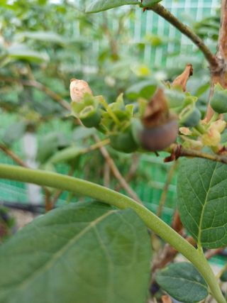 농사블리님의 블루베리 · 병해충상담 작성글 사진