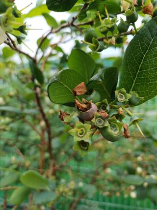 농사블리님의 블루베리 · 병해충상담 작성글 사진