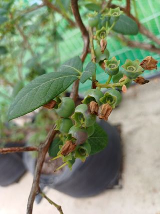 농사블리님의 블루베리 · 병해충상담 작성글 사진