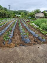 팜모닝 고추·영농일지 게시글 이미지