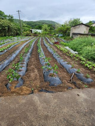 시골할배님의 고추 · 영농일지 작성글 사진