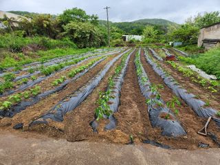 시골할배님의 고추 · 영농일지 작성글 사진