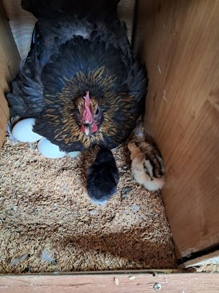 전희분님의 자유주제 · 칭찬해요 작성글 사진