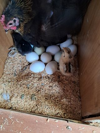 전희분님의 자유주제 · 칭찬해요 작성글 사진