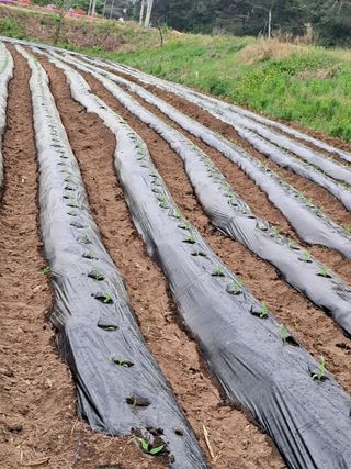 홍천.서석.안민기님의 자유주제 · 자유게시판 작성글 사진