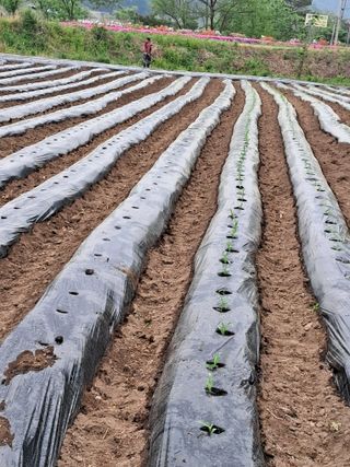 홍천.서석.안민기님의 자유주제 · 자유게시판 작성글 사진