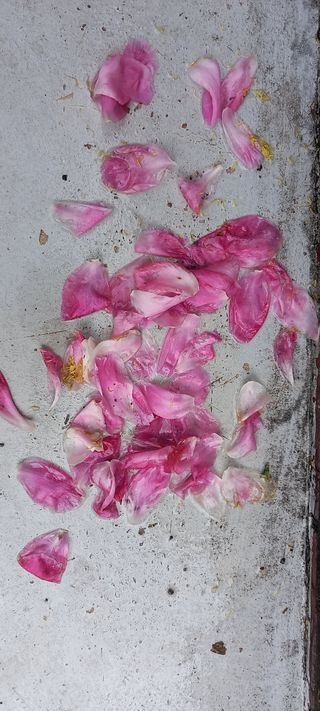 사과15865김도화님의 자유주제 · 사진전 작성글 사진