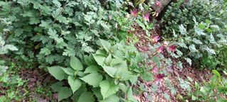 사과15865김도화님의 자유주제 · 사진전 작성글 사진