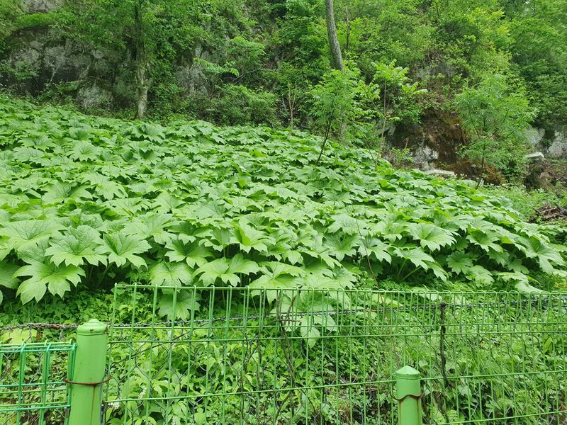 오이17375님의 장터 판매 상품 [평풍취나물입니다] 첨부 사진