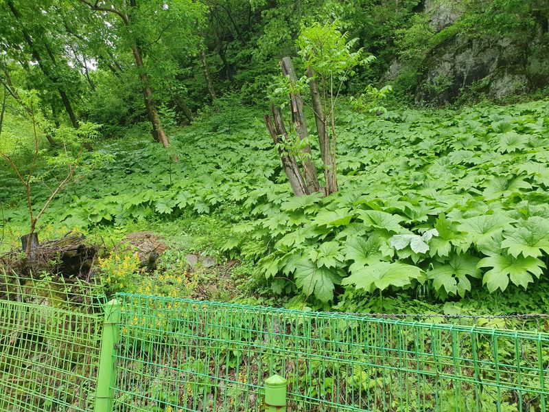 오이17375님의 장터 판매 상품 [평풍취나물입니다] 첨부 사진