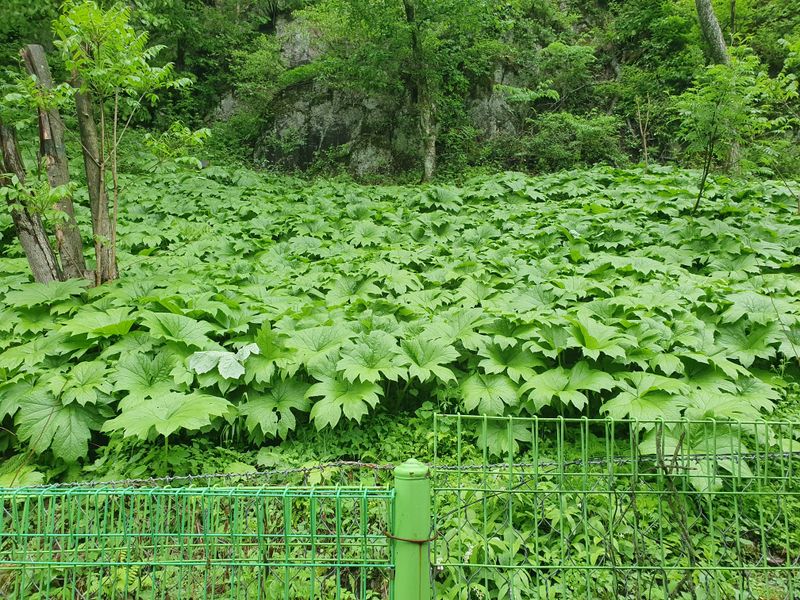 오이17375님의 장터 판매 상품 [평풍취나물입니다] 첨부 사진