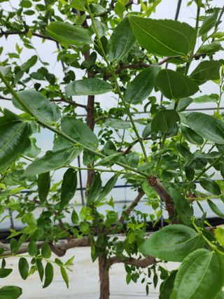 대추 9544님의 자유주제 · 자유게시판 작성글 사진