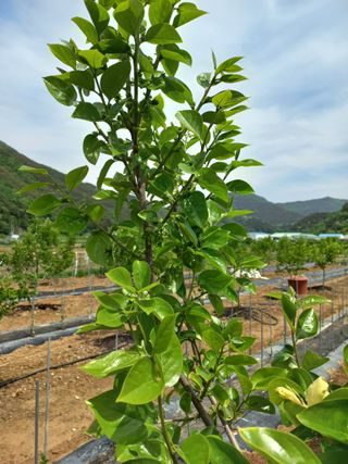 김성열님의 감 · 영농일지 작성글 사진
