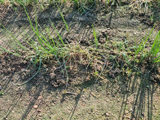 정석범님의 파 · 병해충상담 작성글 사진