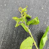 팜모닝 농사, 무엇이든 물어보세요!·참여글 게시글 이미지