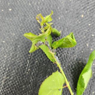 똘이엄마상추님의 농사, 무엇이든 물어보세요! · 참여글 작성글 사진