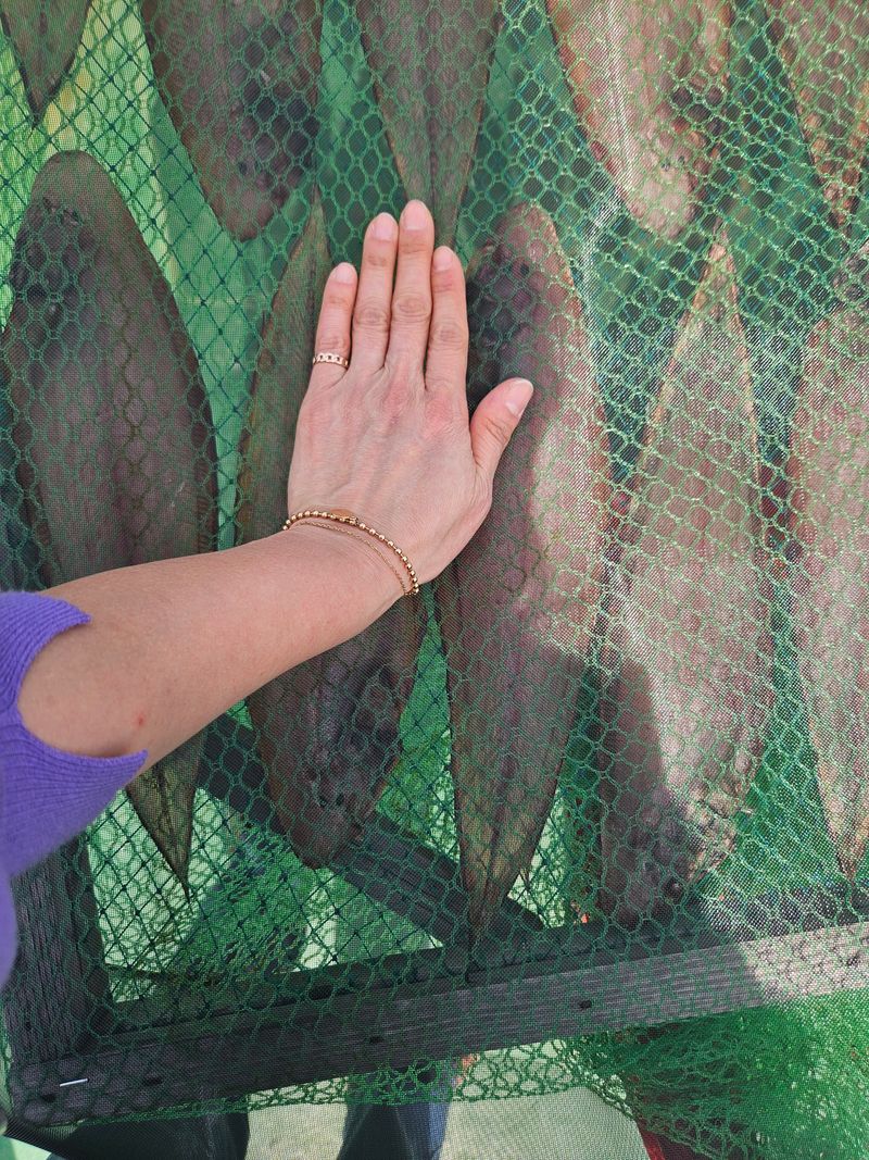 박주현님의 장터 판매 상품 [서대 10미] 첨부 사진