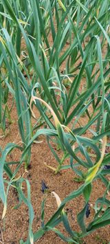 팜모닝 마늘·병해충상담 게시글 이미지