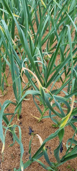 맹철영님의 마늘 · 병해충상담 작성글 사진