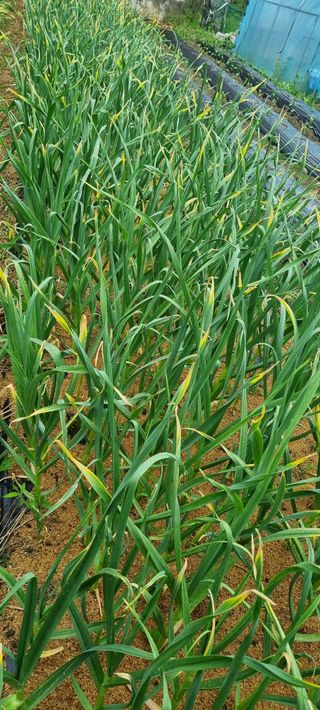 맹철영님의 마늘 · 병해충상담 작성글 사진