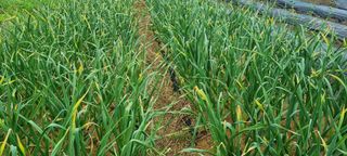 맹철영님의 마늘 · 병해충상담 작성글 사진