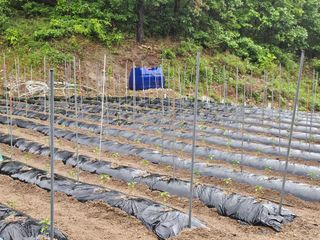 영숙님의 고추 · 영농일지 작성글 사진