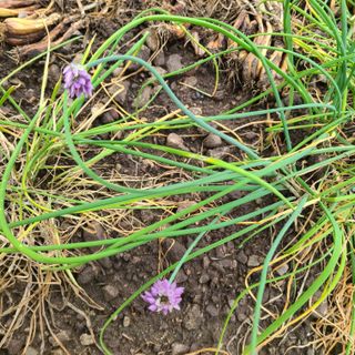 knlee님의 기타작물 · 자유게시판 작성글 사진