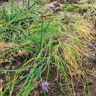 knlee님의 기타작물 · 자유게시판 작성글 사진