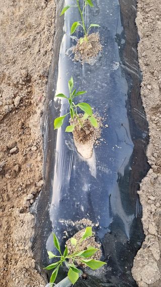 김미선님의 고추 · 영농일지 작성글 사진