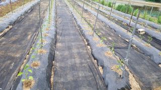 김미선님의 고추 · 영농일지 작성글 사진