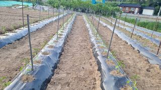 김미선님의 고추 · 영농일지 작성글 사진