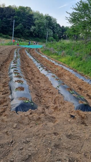 김미선님의 고추 · 영농일지 작성글 사진