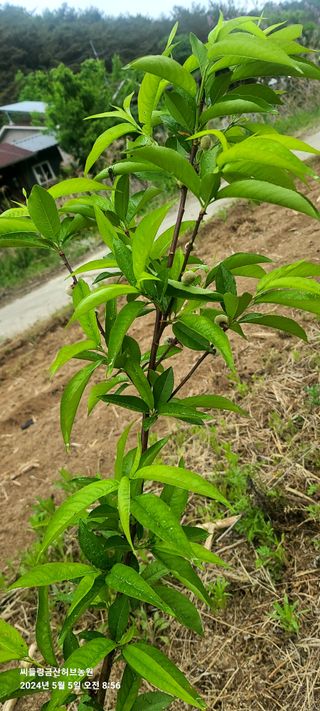 금산허브농원님의 자유주제 · 자유게시판 작성글 사진