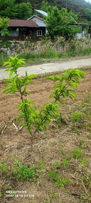 금산허브농원님의 자유주제 · 자유게시판 작성글 사진