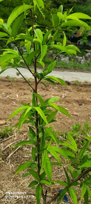 금산허브농원님의 자유주제 · 자유게시판 작성글 사진