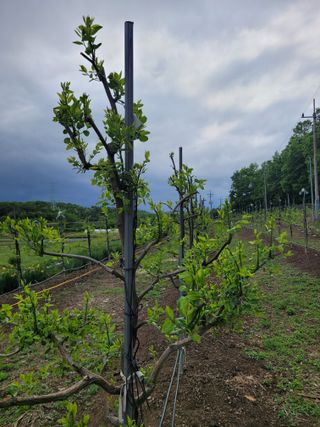맛쨩사과대추황출호님의 5월 농사계획 공유하기 · 참여글 작성글 사진