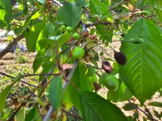 황토님의 기타작물 · 병해충상담 작성글 사진