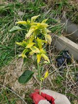 팜모닝 고추·병해충상담 게시글 이미지