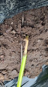 팜모닝 고추·병해충상담 게시글 이미지