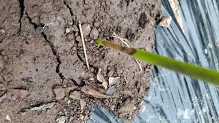 조용익(조용이세상)님의 고추 · 병해충상담 작성글 사진