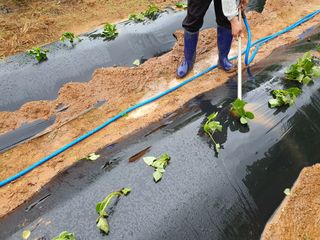 안씨농원님의 자유주제 · 자유게시판 작성글 사진