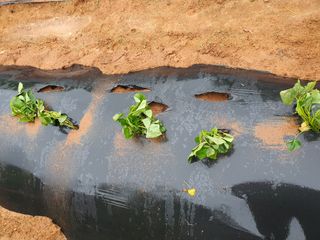 안씨농원님의 자유주제 · 자유게시판 작성글 사진