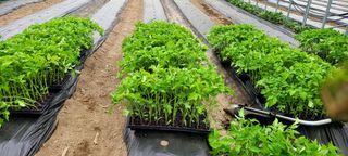 최영희님의 농사, 무엇이든 물어보세요! · 참여글 작성글 사진