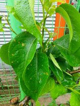 팜모닝 배·병해충상담 게시글 이미지