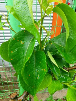 비무장지대님의 배 · 병해충상담 작성글 사진