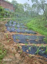 팜모닝 5월 농사계획 공유하기·참여글 게시글 이미지