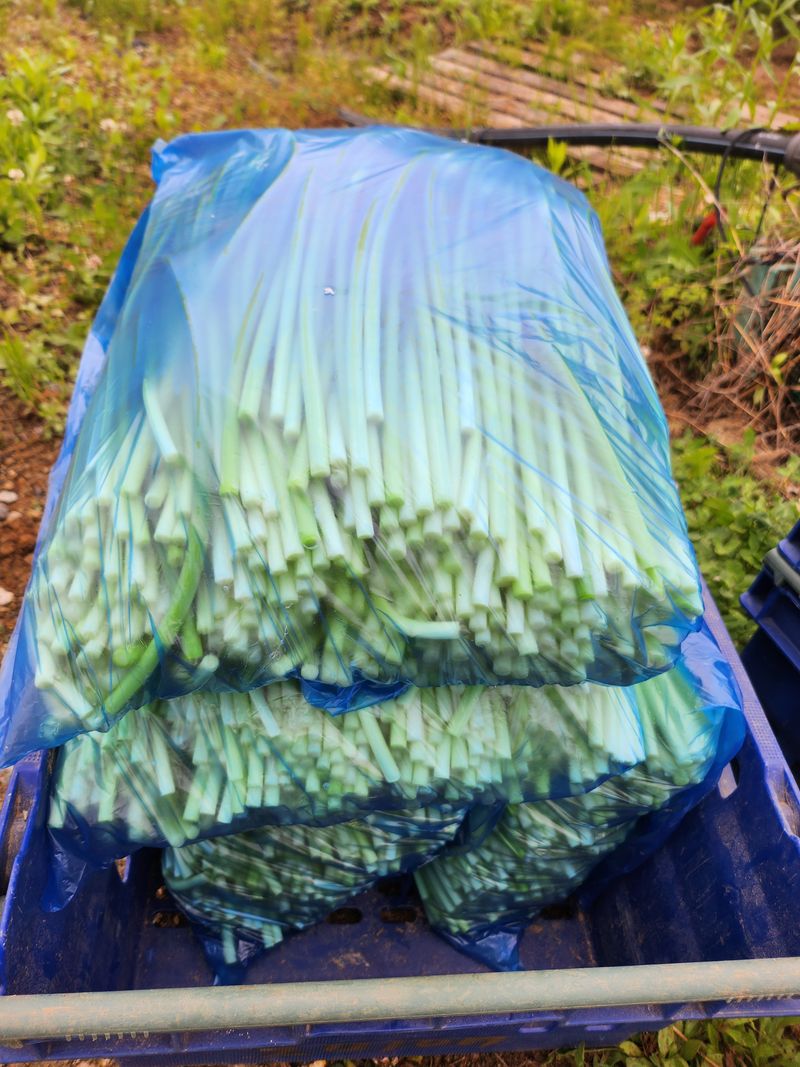 장터 상품 [마늘쫑 1키로 ] 썸네일